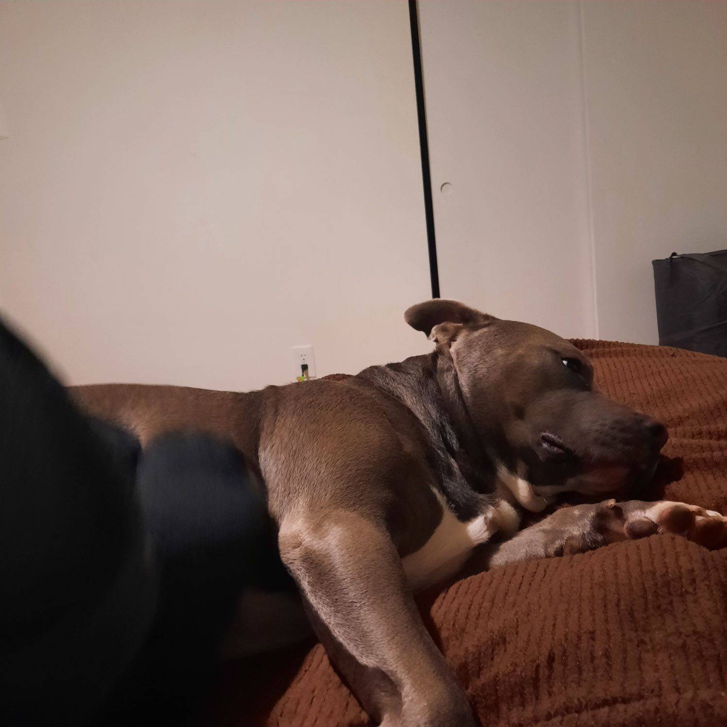 Happy dog in home boarding environment